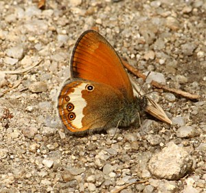 coenonympha-arcania_2555.jpg