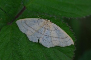 Ephyre trilignée(Cyclophora linéaria)ROTH2871.JPG