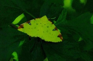 Opisthograptis luteolata-ROTH5310.JPG