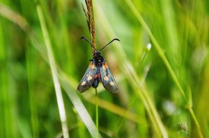 Zygène des bois-Zygène de la Cornette-(Zygaena ionicerae)ROTH5084.JPG