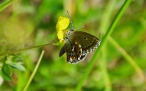 Polyommatus  bellargus-Femelle-ROTH5230.JPG