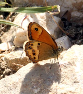 coenonympha-dorus_3042.jpg