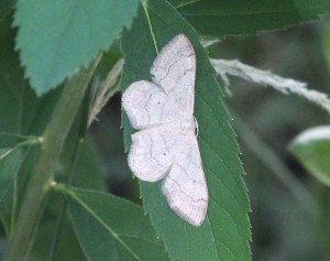 Geometridae_Cabera_pusaria.jpg