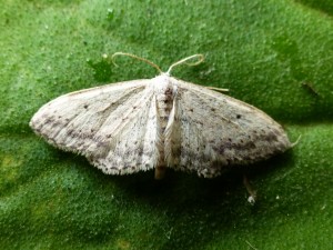 2014-06-09-idaea-seriata.jpg