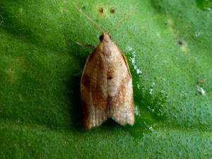 2014-06-09-clepsis-consimilana.jpg