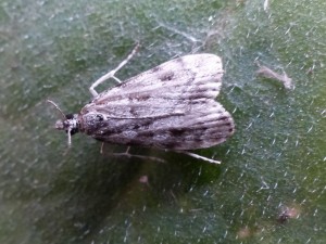 2014-06-09-nola-confusalis.jpg