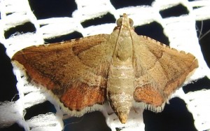 Endotricha flammealis (2).JPG