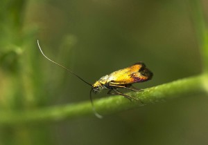Nemophora faciella-4201.jpg
