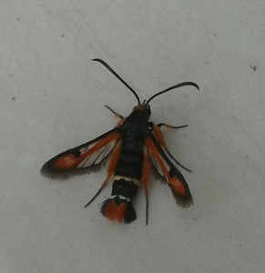 20140611_175436-1.jpg