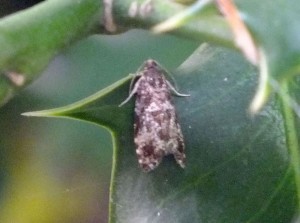 Cnephasia asseclana.jpg
