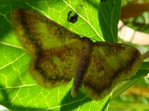 Idaea muricata.JPG