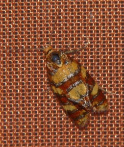 Aethes tesserana.JPG
