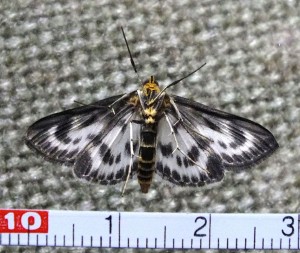 Eurrhypara_hortulata_a.jpg