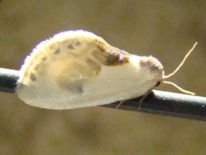 Cilix glaucata.JPG