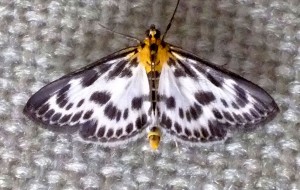 Eurrhypara_hortulata_b.jpg