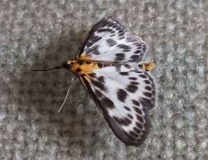 Eurrhypara_hortulata_c.jpg