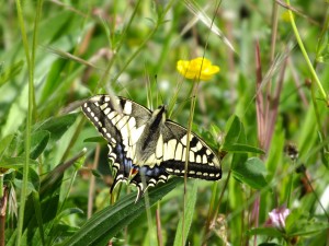 grand_machaon_3.jpg