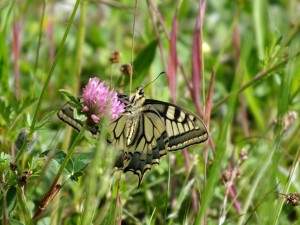 grand_machaon_2.jpg