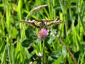 grand_machaon_1.jpg