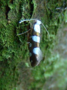 Argyresthia brockeella.JPG