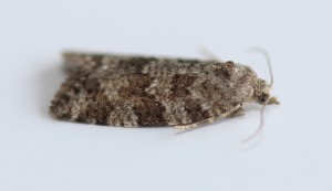 IMG_4127.JPG