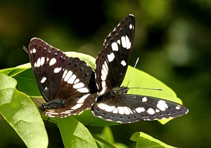 accouplement_2602.jpg
