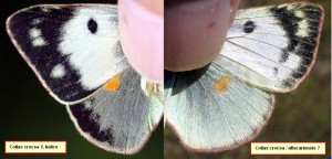 comparaison-F-colias-sp..jpg