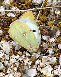 colias-F-sp_2320.jpg