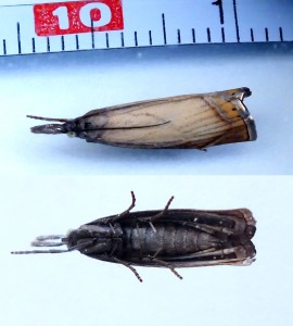 Chrysoteuchia culmella b.jpg