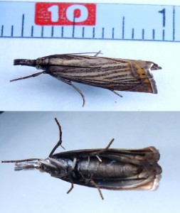 Chrysoteuchia culmella a.jpg
