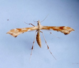 Gillmeria pallidactyla b.jpg