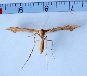 Gillmeria pallidactyla a.jpg