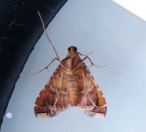 Endotricha flammealis c.jpg