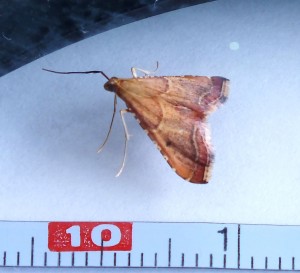 Endotricha flammealis b.jpg
