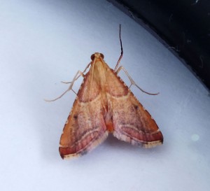 Endotricha flammealis a.jpg