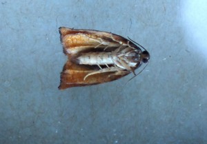 Noctuidae Archips podana b.jpg