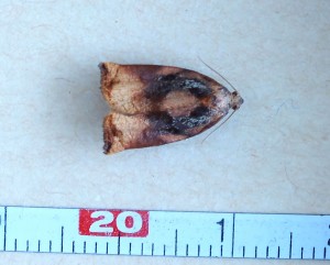 Noctuidae Archips podana a.jpg