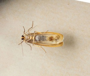 Noctuidae Eilema lurideola b.jpg