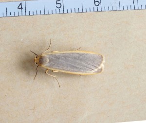 Noctuidae Eilema lurideola a.jpg