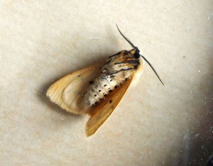 Noctuidae Spilarctia lutea c.jpg