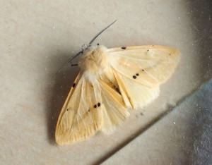 Noctuidae Spilarctia lutea b.jpg