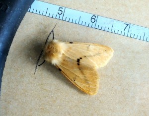 Noctuidae Spilarctia lutea a.jpg