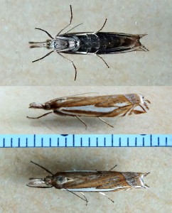 Crambidae Crambus uliginosellus.jpg