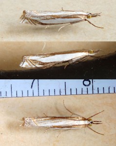 Crambidae Crambus pascuella.jpg