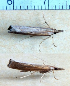 Crambidae Pediasia contaminella.jpg