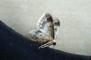 Geometridae Sterrhinae Idaea politaria b.jpg