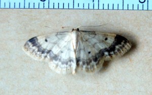 Geometridae Sterrhinae Idaea politaria a.jpg