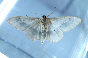 Geometridae Sterrhinae Idaea aversata b.jpg