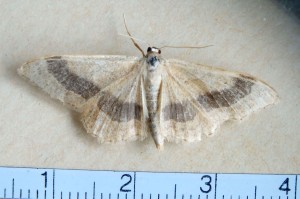 Geometridae Sterrhinae Idaea aversata a.jpg