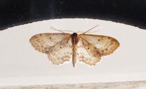 Geometridae Sterrhinae Idaea dimidiata b.jpg